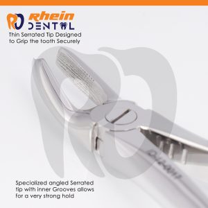 Close-up of the angled toothed tip on lower-arch dental forceps for a firm hold on premolars